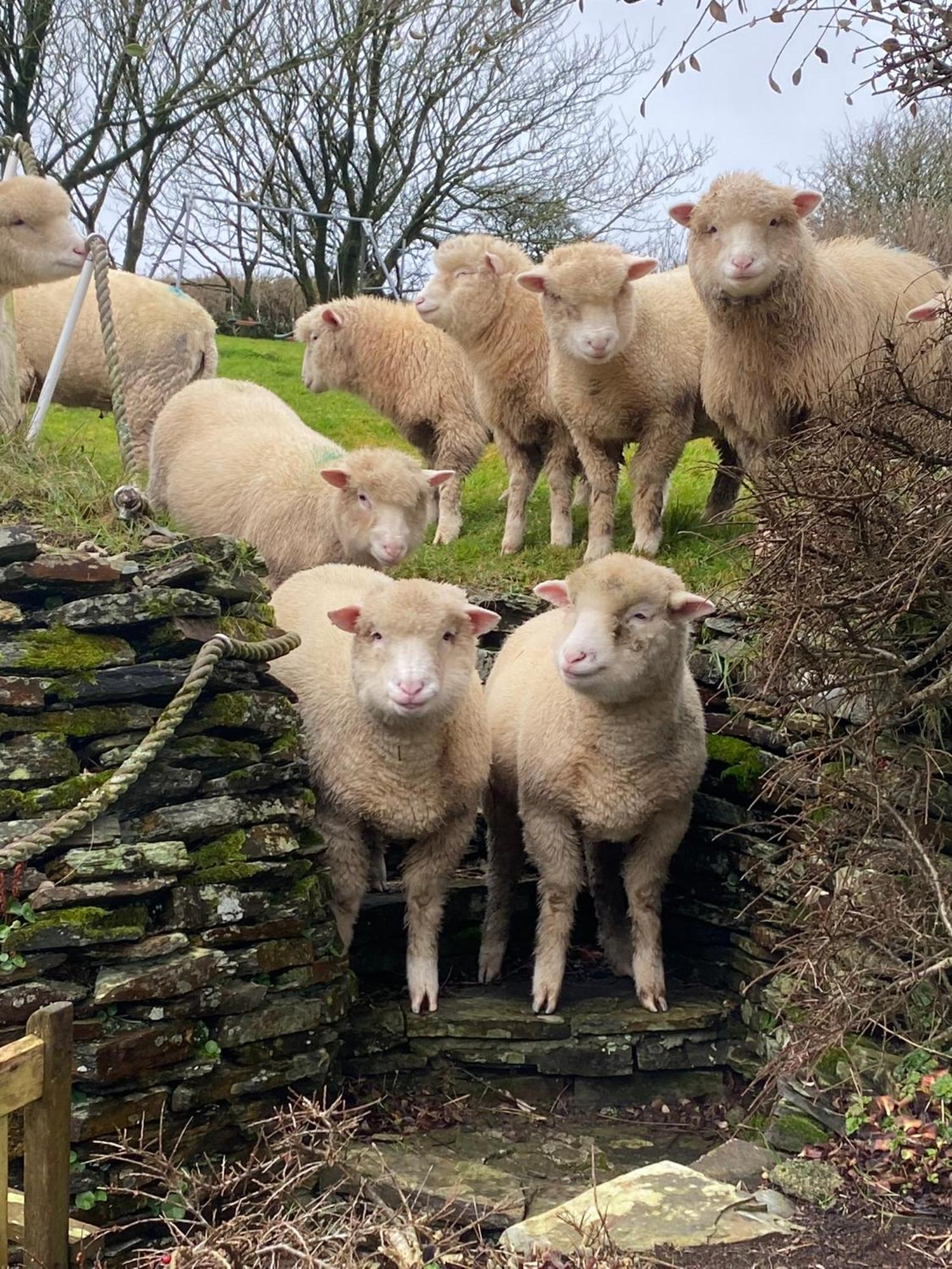 Polrunny Farm Elderberry Cottage With Sea View Boscastle Εξωτερικό φωτογραφία